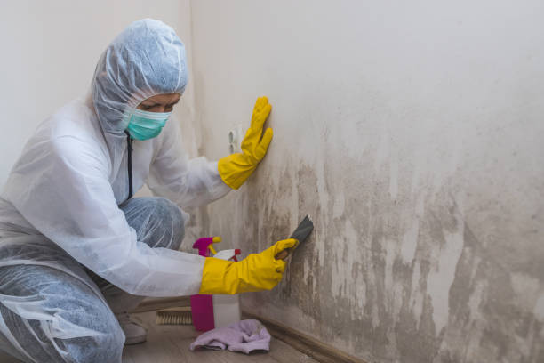 Best Crawl Space Mold Removal  in Iowa Falls, IA