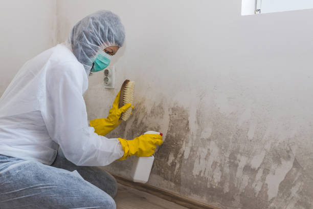 Best Mold Remediation Experts  in Iowa Falls, IA