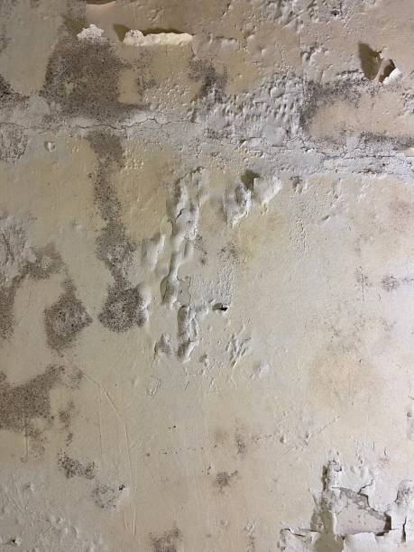 Best Mold Removal Near Me  in Iowa Falls, IA