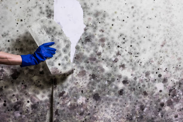 Best Local Mold Removal Service  in Iowa Falls, IA
